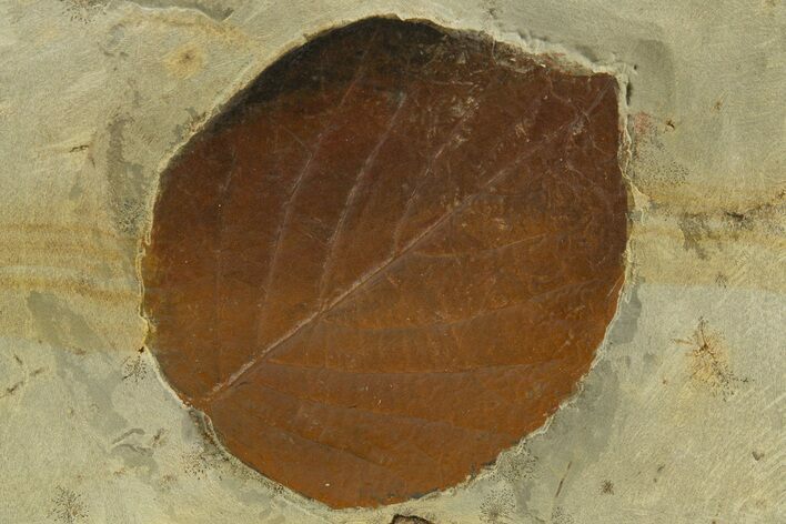 Fossil Leaf (Davidia) - Montana #327180